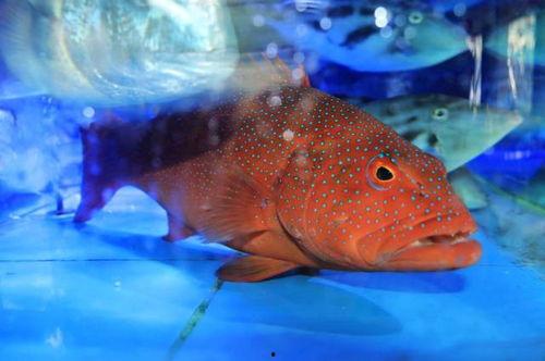 济南东星斑最新爆料,独家爆料带你探秘幕后真相